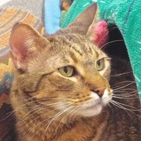 Simon